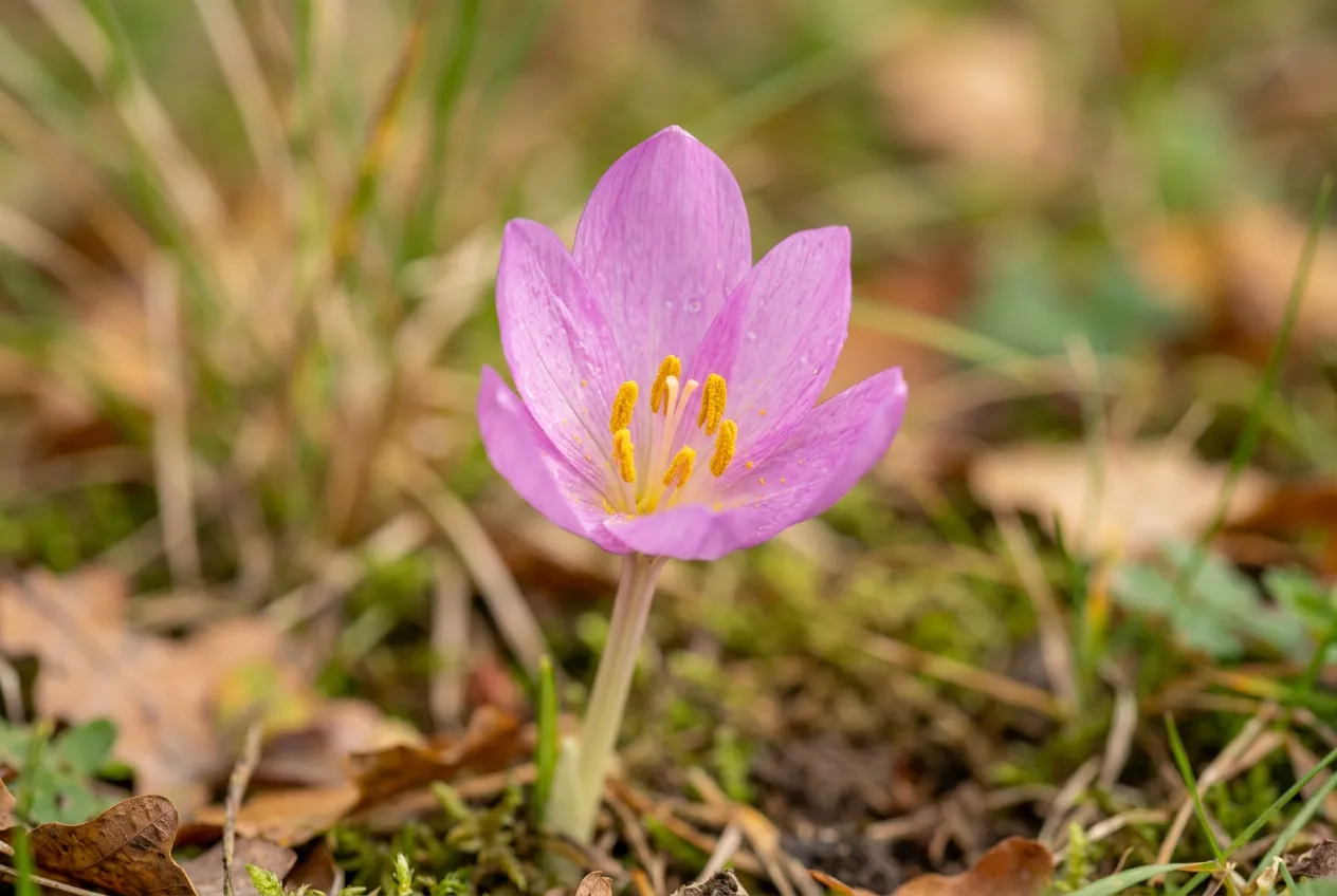 Single autumn crocus flower showing pink-purple petals and yellow anthers