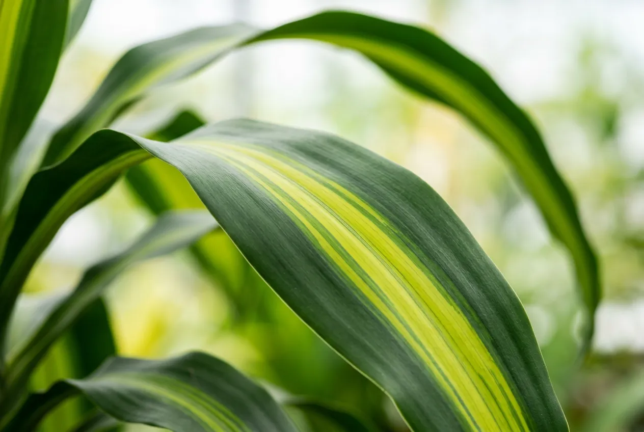 Corn plant leaves showing bright yellow stripe down center of dark green leaf