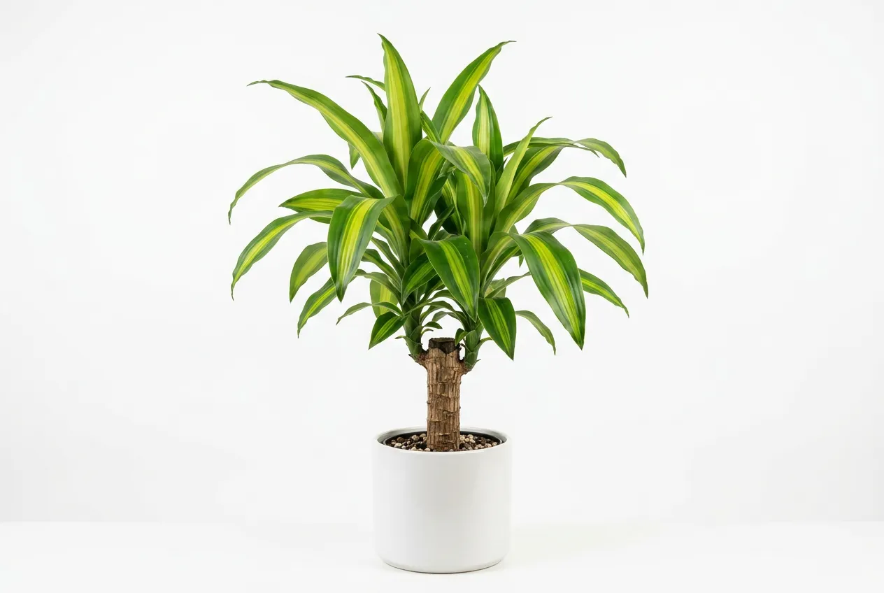 Corn plant dracaena in white pot with woody trunk and striped green-yellow leaves